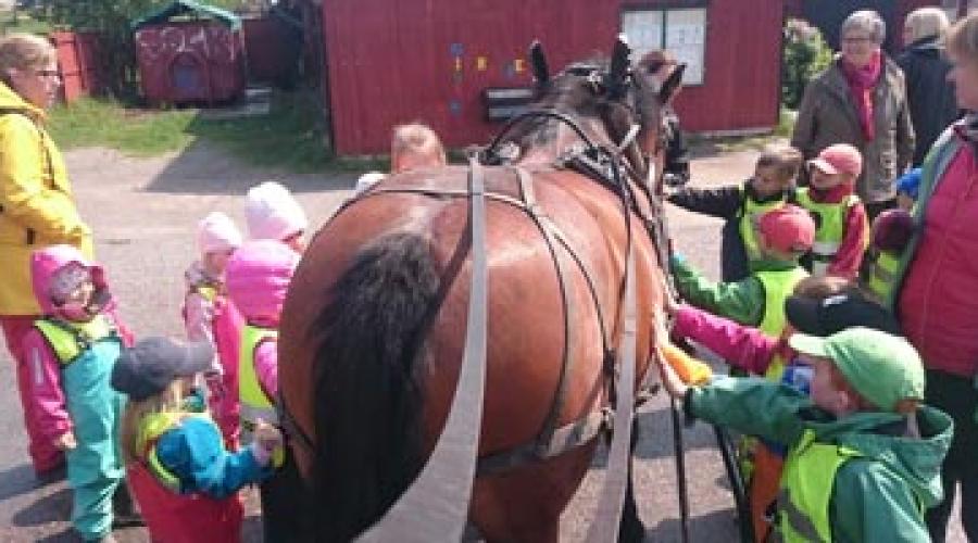Ta en tur till närmsta 4H-gård Ta en tur till närmsta 4H-gård